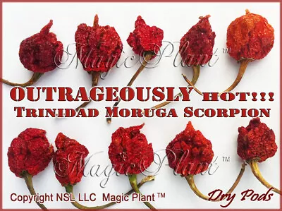 Trinidad Moruga Scorpion Chili Pepper Whole Pods 1kg (2.2lb) • $124.95