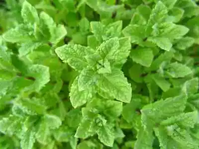 1000 PEPPERMINT SEEDS Mint NonGMO • $3.29