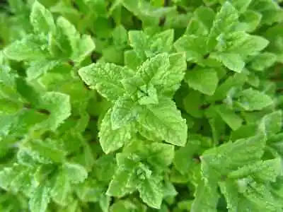 500 PEPPERMINT SEEDS Mint NonGMO • $2.39