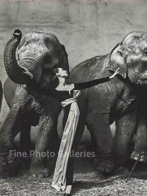 1955 Vintage RICHARD AVEDON Dovima With Elephants Paris Large Duotone Photo Art • $215.16