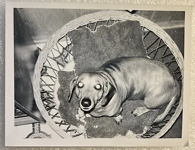 Dachshund In A Basket Glow Eyes MCM Vintage Photograph Picture Black White • $11.87
