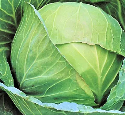  Brunswick Cabbage Seeds 200+ SEEDS  NON-GMO  --BUY 4 ITEMS FREE SHIPPING • $0.99