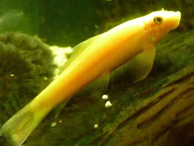 3 Gold Chinese Algae Eater Catfish Live Freshwater Aquarium Fish  • $32.99
