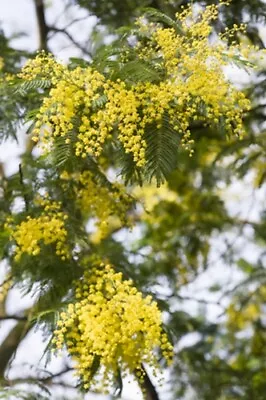Acacia Dealbata (Mimosa/Silver Wattle) - 25 Seeds • £2.55