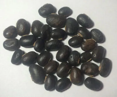 1 Lb. Raw Mucuna Pruriens Seeds Velvet Bean Wildharvested India • $89.99