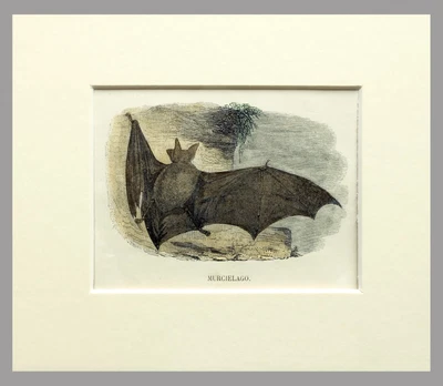 £24.53 • Buy (P1) 1863 Original Antique Engraving Hand Colored MAMMALS  (05153)