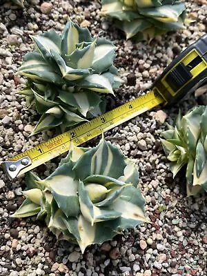 Agave Isthmensis (Middle Yellow) Variegated Pups X 1 Rare Succulent 31/01/2024 • $35