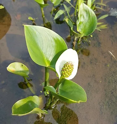 3 X Rhizomes Calla Palustris Bog Arum Marginal Plant Pond Plant Bog • £8.95