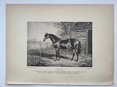 Vintage Antique Print 1888 Portraits Famous Racehorses Vulcan Foaled 1837 • £16