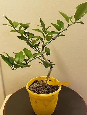 Meyers Lemon Tree Organic Approx 14  Tall Training For Bonsai.  • $59