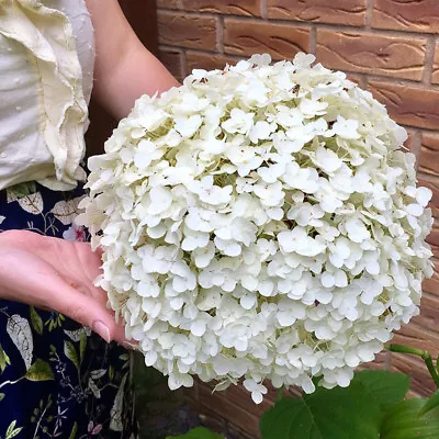£29.99 • Buy Tree Hydrangea 'Incrediball' (Strong Annabelle) Plant In 3L Pot.