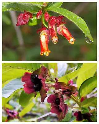 25 TWINBERRY HONEYSUCKLE Lonicera Involucrata Shrub Yellow Red Flower Seeds • £2.41