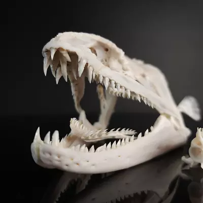 Real Giant Moray Eel Skull 10 Cm Monster Fish Taxidermy Pharyngeal Jaw • $240