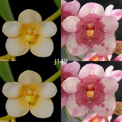 Sarcochilus Orchid Seedling. J149 (Kulnura Lemon 'Lemon 1' X Kulnura Frenzy 'Gat • $13