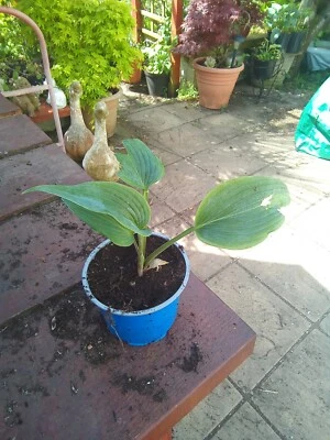 £3.50 • Buy Hosta Valley's Vanilla Sticks