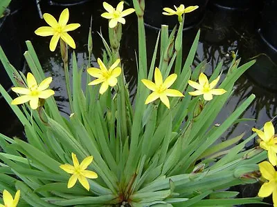 Dwarf Yellow Iris Sisyrinchium Pond Marginal Bog Plant British Grown • £3.99