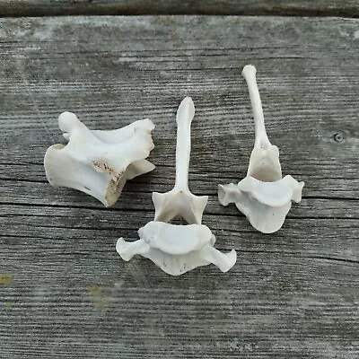 Coyote Vertebrae Set Of 3 Real Bones For Craft Or Collection Lot #1 • $9