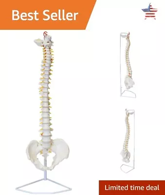 Life Size Spine Model With Stand - Vertebral Column Spinal Nerves & Pelvis • $119.99