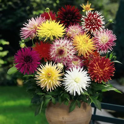 Suttons Dahlia Double Cactus Mix Finished Half-Hardy Annual 1x Seed Packet • £2.99