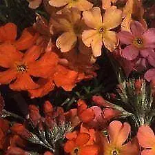 £1.95 • Buy Flower - Primula Candelabra Rainbows - 100 Seeds