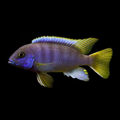 Yellow-Tail Acei Cichlid | Pseudotropheus Acei | Lake Malawi Cichlid • £7.59