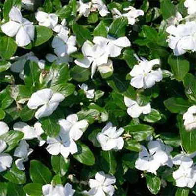 Vinca- Periwinkle- White- 50 Seeds- BOGO 50% Off SALE • $3.79