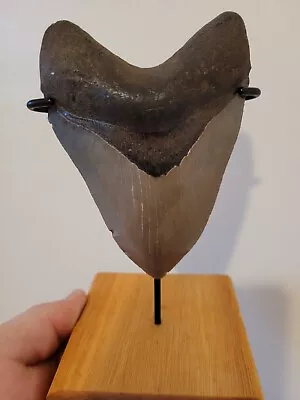 Megalodon Shark Tooth Fossil • £335