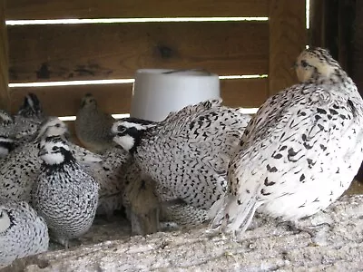 12+ Snowflake Bobwhite Quail Hatching Eggs Free ShIpping Available Now • $38