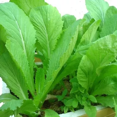 2000 Seeds Vegetable Chinese Mustard Green Gai Choy Seedscai Be Xanh • $4.99