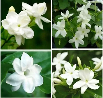 Jasmine Sambac Starter Well Rooted Live Plant 5 To 7  Tall ~super Fragrant  • $6