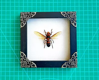 Real Bee Wasp Framed Dried Taxidermy Insect Bugs Shadow Box Gothic Decor • $26