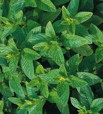 Spearmint Seeds 200 Fresh Garden Herb Seeds Mint Plant UK Indoor Outdoor Hardy • £2.15