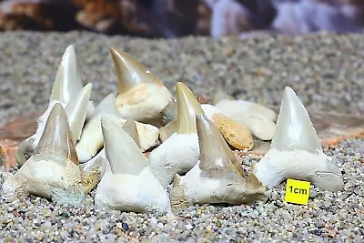 LARGE Fossil Shark Tooth / Otodus Megalodon Fish Tooth + Pouch  Prehistoric 50mm • £9.70