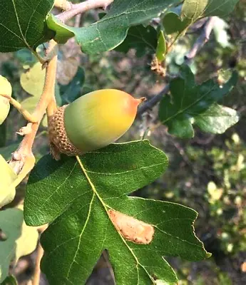 12 OREGON WHITE OAK ACORNS -  Quercus Garryana Var. Garryana • $10