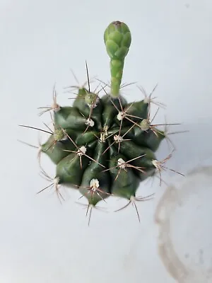 Gymnocalycium Crested Parents Mix Rare Cactus Succulent #4 • $14.99