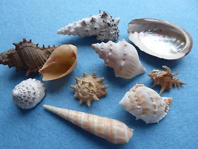 Collection 10 Sea Shells - Beach/nautical Scene Bathroom Aquarium. Imperfect. • £6.99