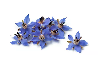 Borage Flower Seeds 75+ (Borago Officinalis) | A Medicinal Herb & Edible Flower • $2.29