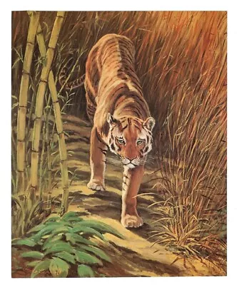 Vintage Mike Carroll TIGER Wildlife Print - 8 X 10 • $9.95