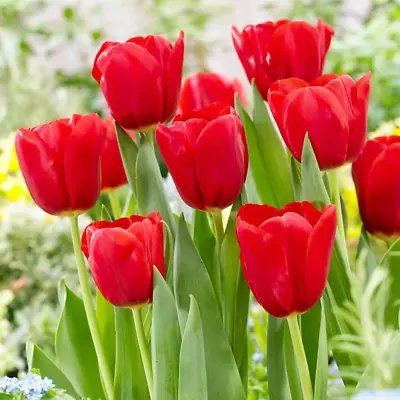 Red Matador Jumbo Tulip 100 SEEDS Liliaceae Perennial • $16.22