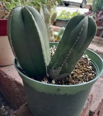  Pachycereus Marginatus Mexican Fence Post DOUBLE 5 H FREE 2  Plant W/ORDER! • $15.50