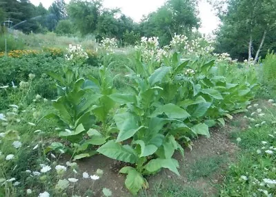 1000 Virginia Gold Tobacco Seeds ~ Heirloom Nicotiana Tabacum ~ Fast Grow • $5.95