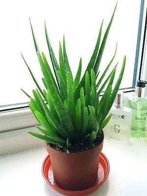 Evergreen Aloe Vera In Pot Medicinal Indoor Outdoor House Plant Agove Americana • £29.99