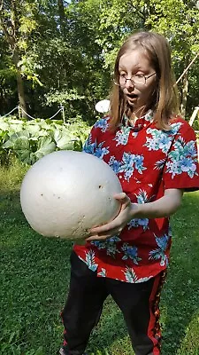 GIANT PUFFBALL MUSHROOM GROWING KIT. OVER 1 BILLION SPORES - Calvatia Gigantea! • $14.99