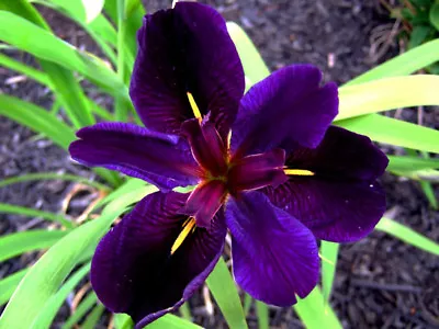 Iris Louisiana Black Gamecock Reed LIVE Water Plant Aquatic Pond Lake Marginal • £6.50