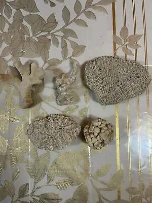 $19 • Buy Set Of 5 Natural Mineralized (dry/petrified) Specimen  Lace Finger  Brain Coral
