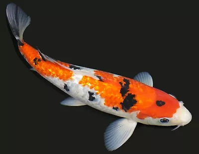 Live Koi Fish 10-11  Gin Rin Sanke Male Koibay • $145