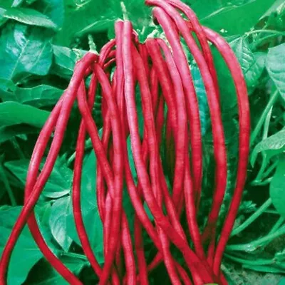 20+ Seeds Organic Purple Red Long/string Bean Harvest From Spring To Fall. • $3.99