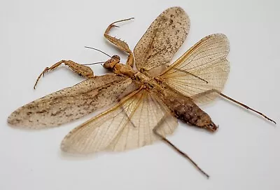 Mantidae -Mantis -Mantidae Sp -Tapah Hills Cameron Highland Malaysia (MS100-A) • $10.98