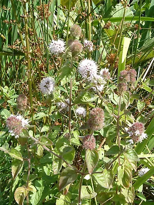 Water Mint Mentha Pulegium Penny Royal LIVE Plant Aquatic Pond Marginal Bog • £4.95