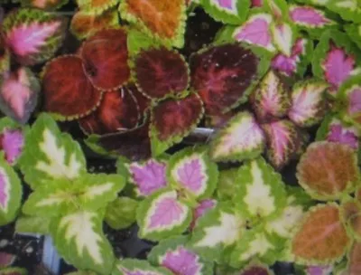 Coleus Seeds * Rainbow Mixture *  • £1.81